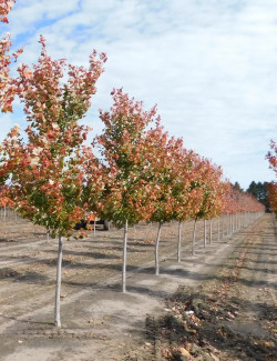 ACER rubrum OCTOBER GLORY