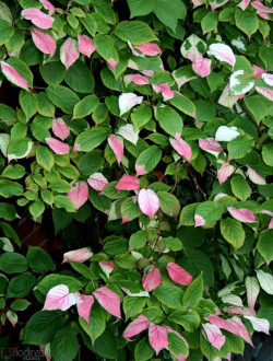 kiwi-dornement-panache-actinidia-kolomikta-1.jpg