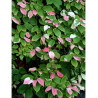ACTINIDIA kolomikta
