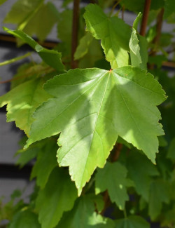 ACER rubrum OCTOBER GLORY