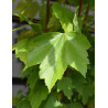 ACER rubrum OCTOBER GLORY