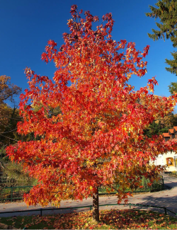 ACER rubrum OCTOBER GLORY