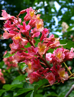 marronnier-dinde-rouge-briotii-aesculus-carnea-briotii-1.jpg