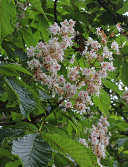 AESCULUS hippocastanum