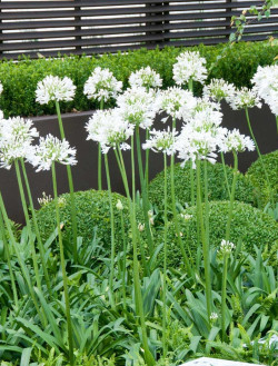 agapanthe-arctic-star-agapanthus-arctic-star-2.jpg