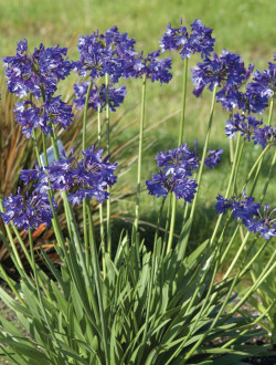 AGAPANTHUS NORTHERN STAR