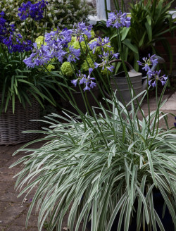 agapanthe-silver-moon-agapanthus-silver-moon-2.jpg