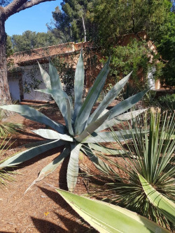 AGAVE americana