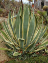 agave-damerique-panache-agave-americana-variegata-2.jpg