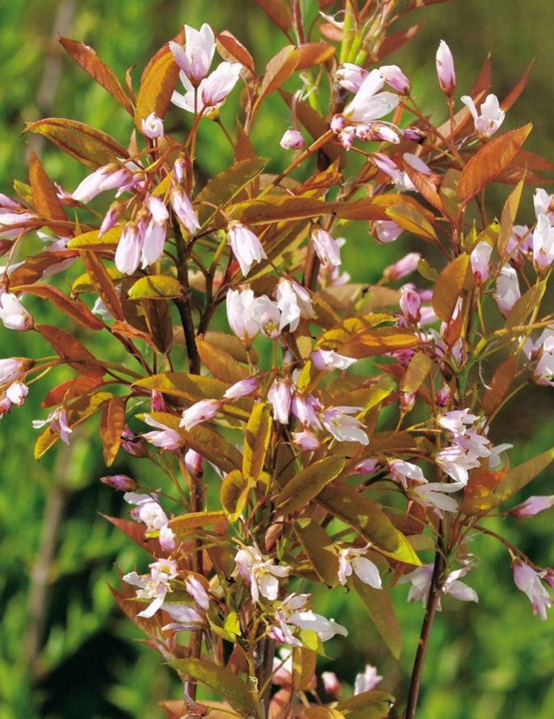 amelanchier-arborescent-robin-hill-amelanchier-arborea-robin-hill.jpg