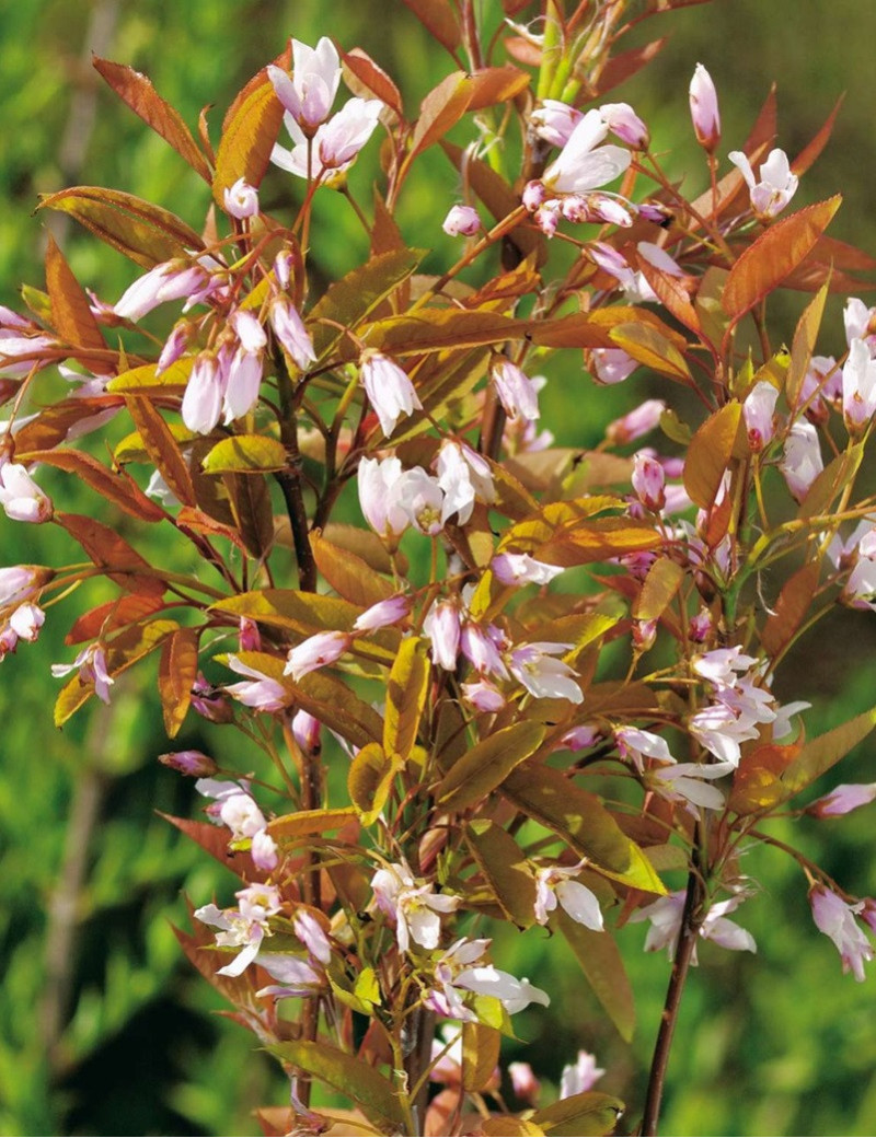 AMELANCHIER arborea ROBIN HILL AMELANCHIER arborea ROBIN HILL
