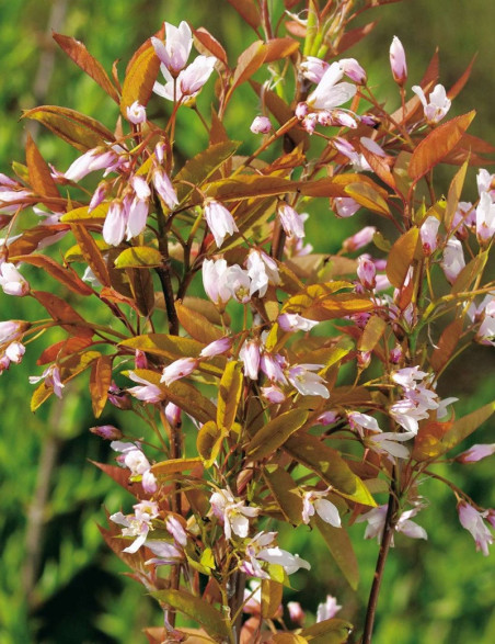amelanchier-arborescent-robin-hill-amelanchier-arborea-robin-hill.jpg