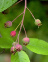 amelanchier-arborescent-robin-hill-amelanchier-arborea-robin-hill-4.jpg