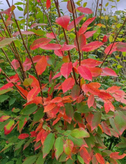 amelanchier-arborescent-robin-hill-amelanchier-arborea-robin-hill-2.jpg