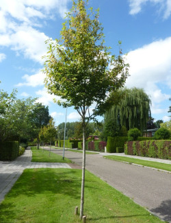 amelanchier-arborescent-robin-hill-amelanchier-arborea-robin-hill-1.jpg