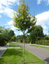 amelanchier-arborescent-robin-hill-amelanchier-arborea-robin-hill-1.jpg
