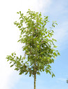 amelanchier-arborescent-robin-hill-amelanchier-arborea-robin-hill-3.jpg