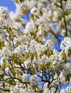 amelanchier-arborescent-robin-hill-amelanchier-arborea-robin-hill-5.jpg