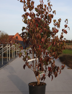 CORNUS kousa MILKY WAY En pot de 15-20 litres