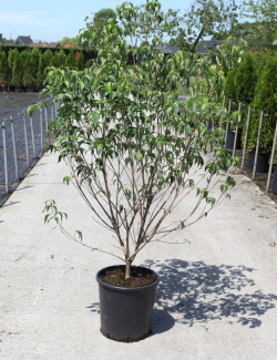 CORNUS kousa MILKY WAY En pot de 25-30 litres buisson hauteur 125-150 cm