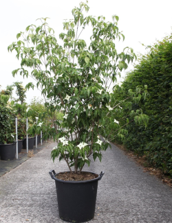 CORNUS kousa MILKY WAY En pot de 50-70 litres buisson hauteur 150-175 cm
