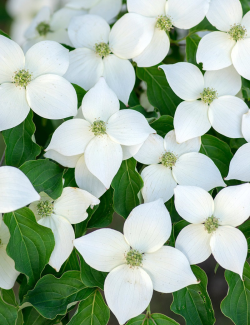 CORNUS kousa MILKY WAY