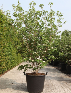 CORNUS kousa MILKY WAY En pot de 70-90 litres buisson hauteur 175-200 cm