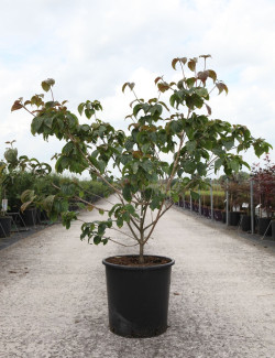 CORNUS kousa SATOMI En pot de 25-30 litres buisson hauteur 100-125 cm