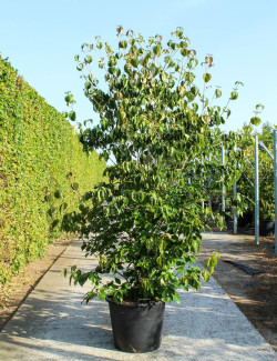 CORNUS kousa CHINENSIS En pot de 70-90 litres buisson hauteur 250-300 cm