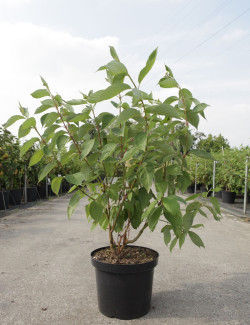 CORNUS alba BATON ROUGE En pot de 10-12 litres buisson hauteur 080-100 cm