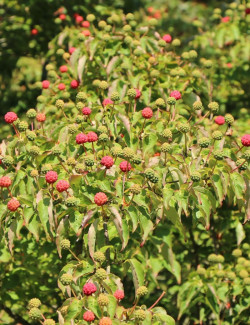 CORNUS kousa WEISSE FONTAINE