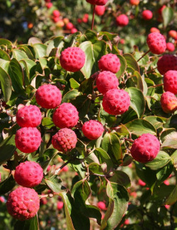 CORNUS kousa WEISSE FONTAINE