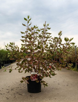 CORNUS alba MIRACLE En pot de 10-12 litres buisson hauteur 080-100 cm