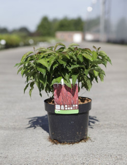 CORNUS sericea KELSEYI En pot de 3-4 litres buisson hauteur 030-040 cm