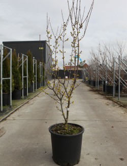 CORNUS mas AUREA En pot de 25-30 litres buisson hauteur 125-150 cm