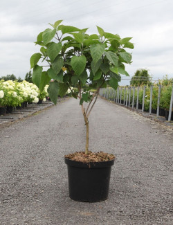 CLERODENDRUM trichotomum En pot de 12-15 litres buisson hauteur 080-100 cm