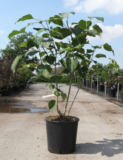CLERODENDRUM trichotomum En pot de 15-20 litres buisson hauteur 100-125 cm