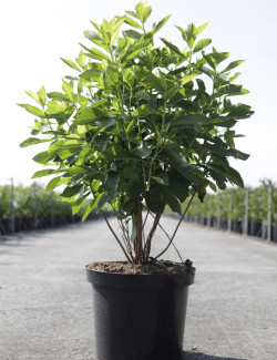 CLETHRA alnifolia En pot de 7-10 litres buisson hauteur 080-100 cm