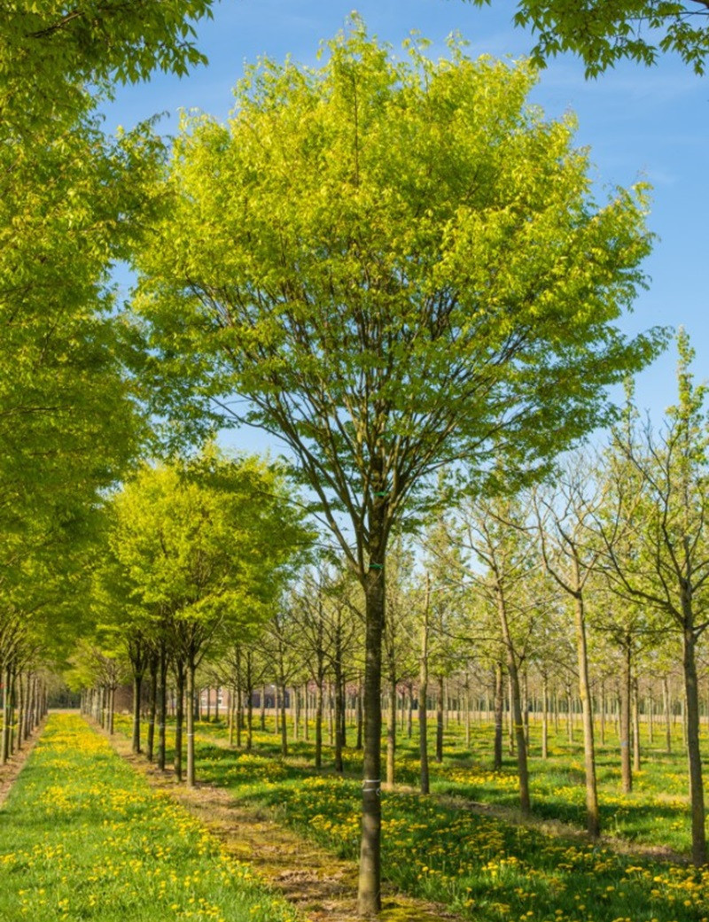 ZELKOVA serrata GREEN VASE® (Orme de Sibérie) — free download