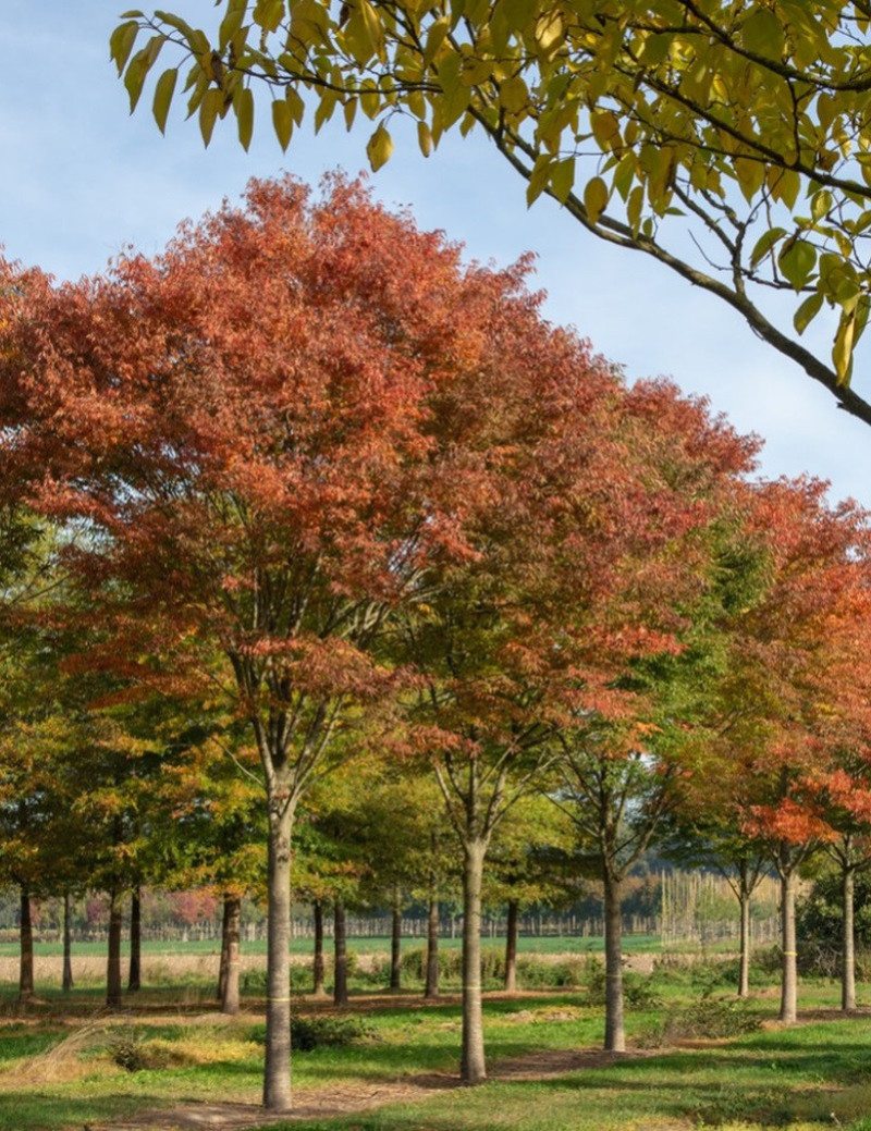 ZELKOVA serrata GREEN VASE® (Orme de Sibérie) — free download