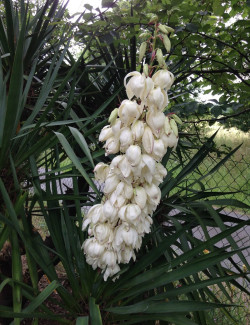 YUCCA gloriosa