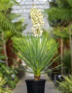 YUCCA gloriosa