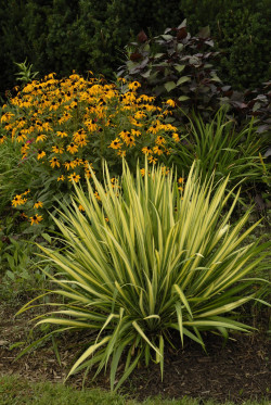 YUCCA filamentosa COLOR GUARD