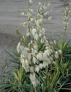 YUCCA filamentosa GOLDEN SWORD