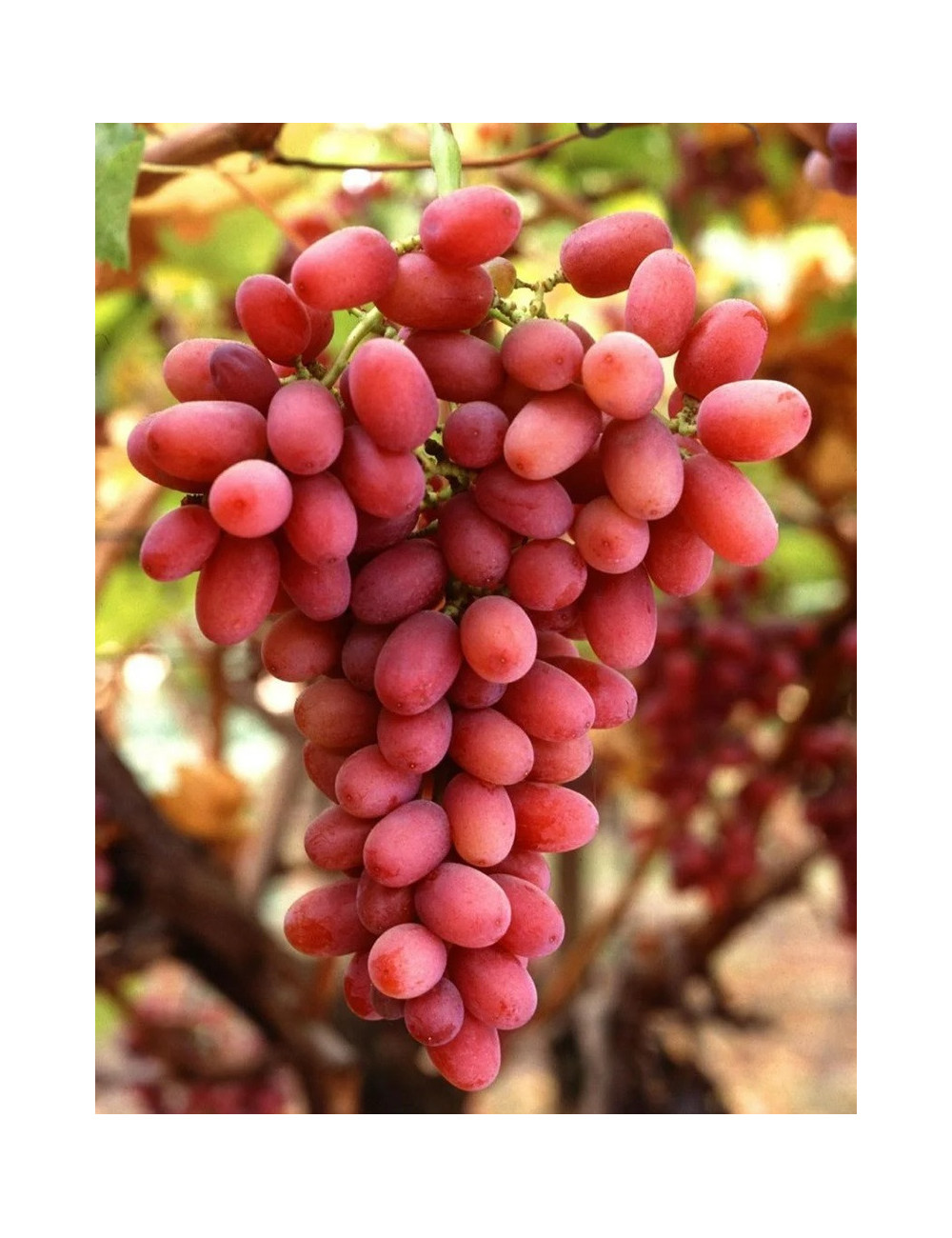 VIGNE DE TABLE MISS PINK®