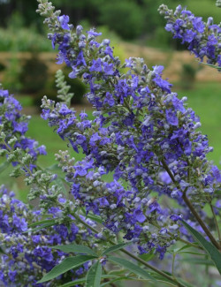 gattilier-delta-blues-vitex-agnus-castus-delta-blues-1.jpg
