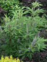 gattilier-delta-blues-vitex-agnus-castus-delta-blues-2.jpg