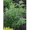 VITEX agnus-castus BLUE DELTA BLUES