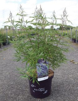 gattilier-delta-blues-vitex-agnus-castus-delta-blues-5.jpg