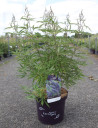 gattilier-delta-blues-vitex-agnus-castus-delta-blues-5.jpg
